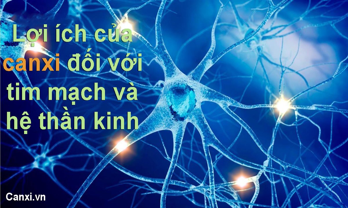 Lợi ích của canxi đối với tim mạch và hệ thần kinh