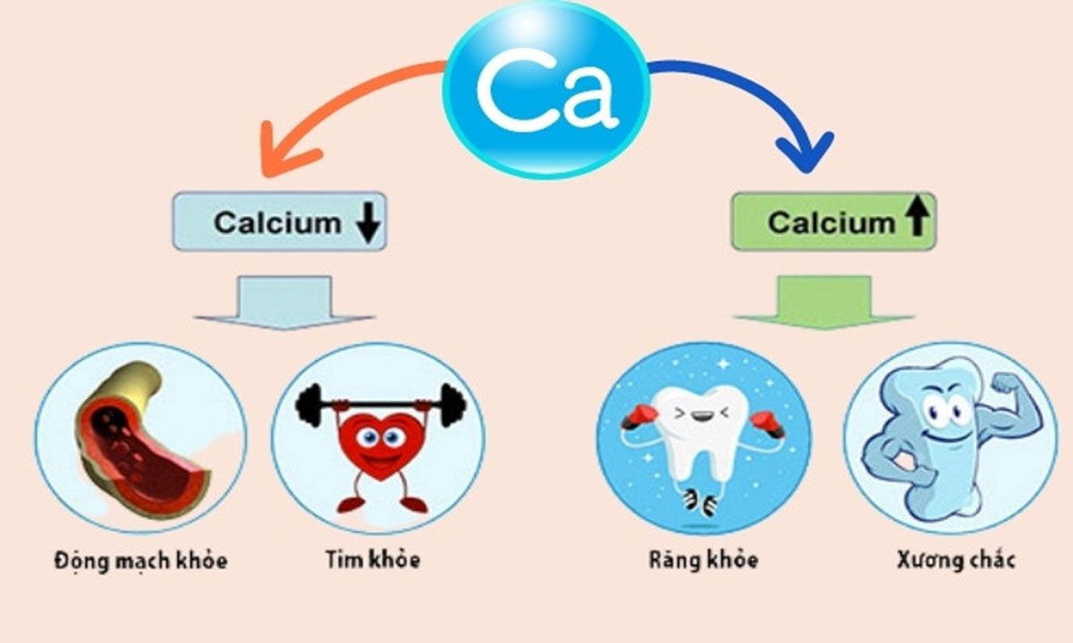 Vai trò của canxi