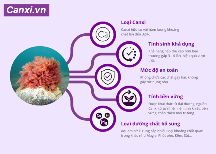Cấu trúc và cơ chế hấp thu của canxi hữu cơ tảo biển
